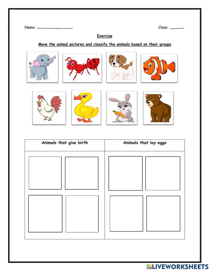Animals that lay eggs and give birth worksheet Animals that lay eggs and give birth worksheet