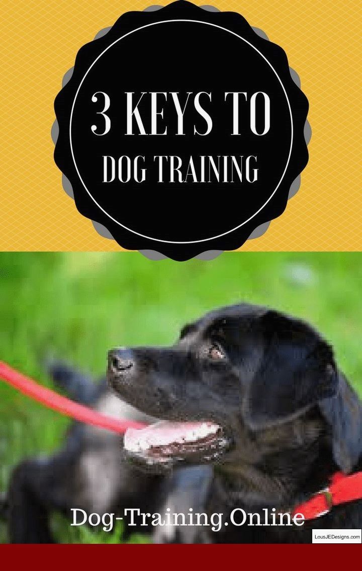 How To Get My Puppy To Stop Biting His Leash And Pics Of Training
