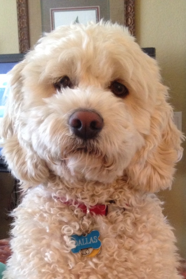 the 25 best cockapoo grooming ideas pinterest cockapoo haircut cockerpoo and cockapoo the 25 best cockapoo grooming ideas pinterest cockapoo haircut cockerpoo and cockapoo