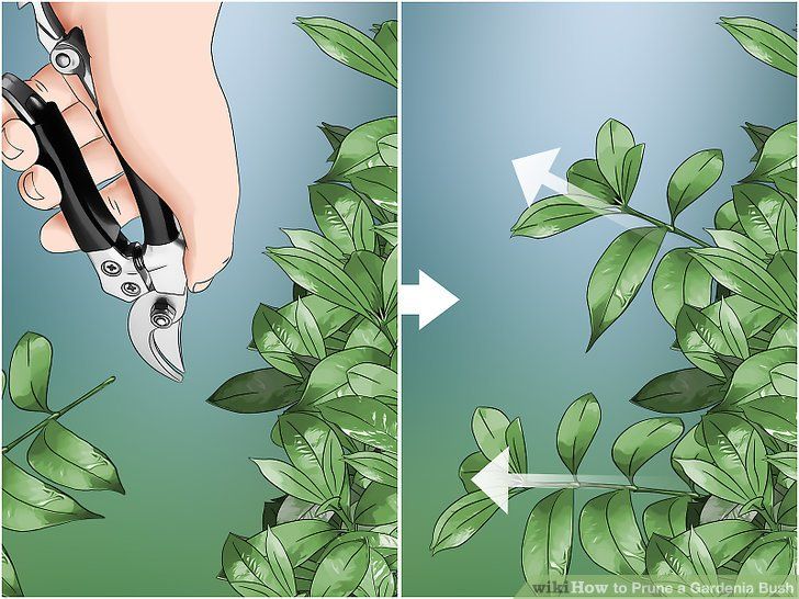 How To Prune A Gardenia Bush 13 Steps With Pictures Gardenia Bush Gardenia Plant Gardenia