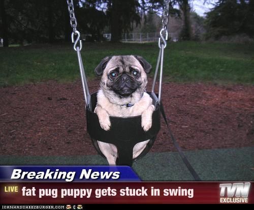 pug puppy gets stuck in swing best 25 pug ideas on pug puppies baby pugs and pugs pug puppy gets stuck in swing best 25 pug ideas on pug puppies baby pugs and pugs