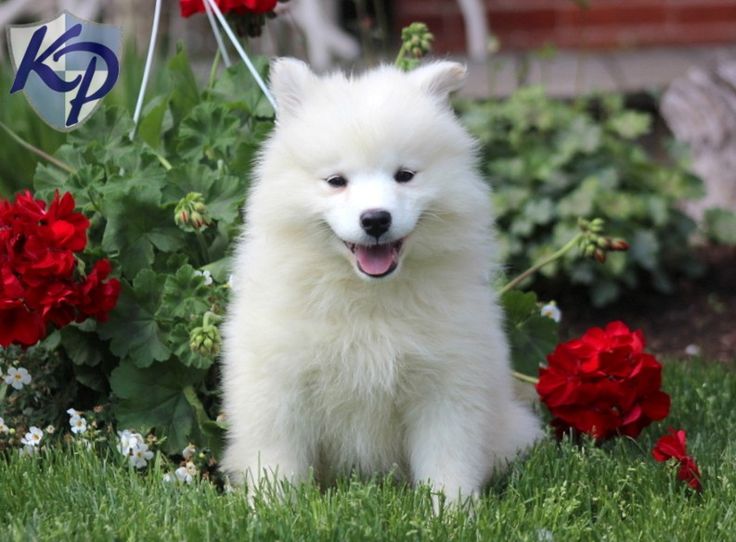 samoyed puppies for sale in pa the 25 best samoyed puppies for sale ideas on samoyed puppies samoyed samoyed puppies for sale in pa the 25 best samoyed puppies for sale ideas on samoyed puppies samoyed