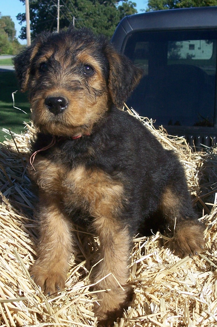 266 best Airedale Terrier or Red Standard Poodle images airedale terrier or red standard poodle