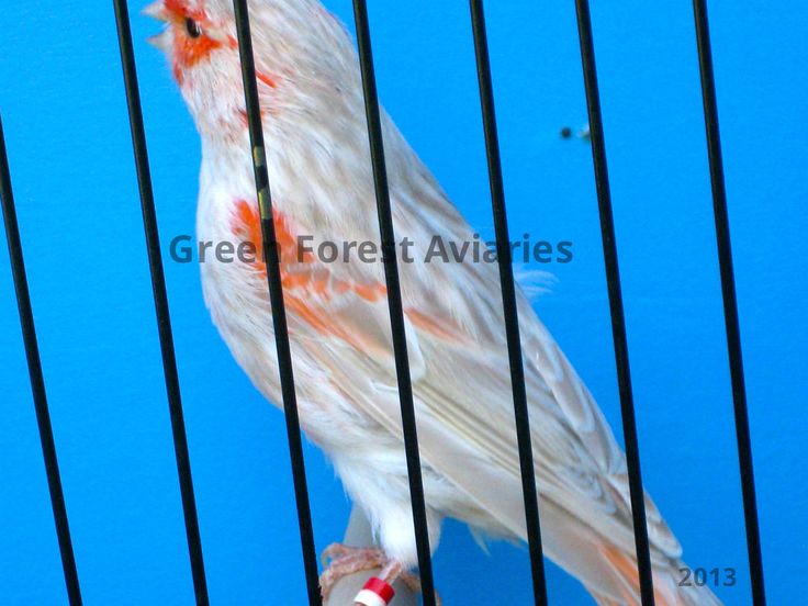 red frost mosaic canary red frost mosaic canary