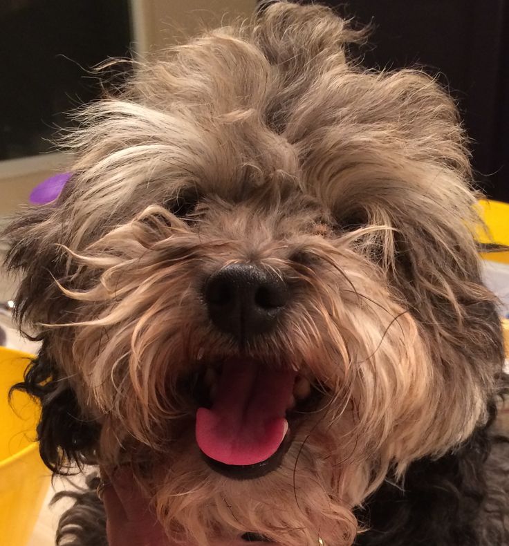 havanese rescue md 181 best havanese rescue dogs images on havanese rescue dogs and adoption havanese rescue md 181 best havanese rescue dogs images on havanese rescue dogs and adoption