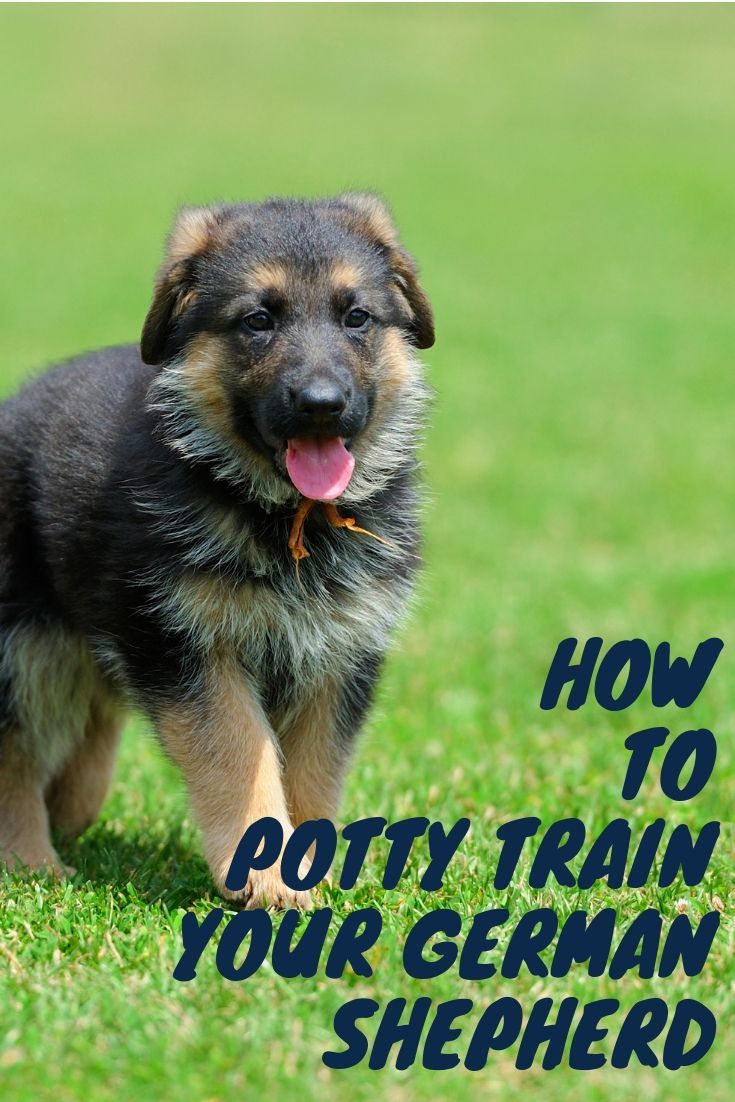 This Post Will Show You How To Potty Train Your German Shepherd