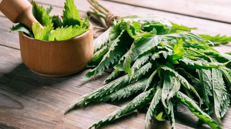 Isirgan Otunun Faydalari Nelerdir Isirgan Otu Cayi Nasil Yapilir Herbs Stinging Nettle Gaps Diet Food List Isirgan Otunun Faydalari Nelerdir Isirgan Otu Cayi Nasil Yapilir Herbs Stinging Nettle Gaps Diet Food List