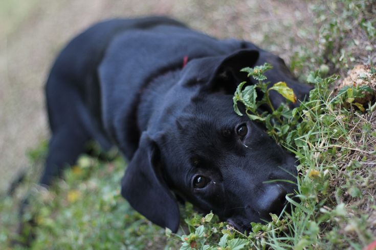 Can Feral Cats Make My Dog Sick Can Feral Cats Make My Dog Sick