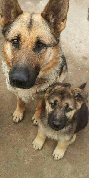 Fox And Friends Best In Show Dog German Shepherd Fox And Friends Best In Show Dog German Shepherd