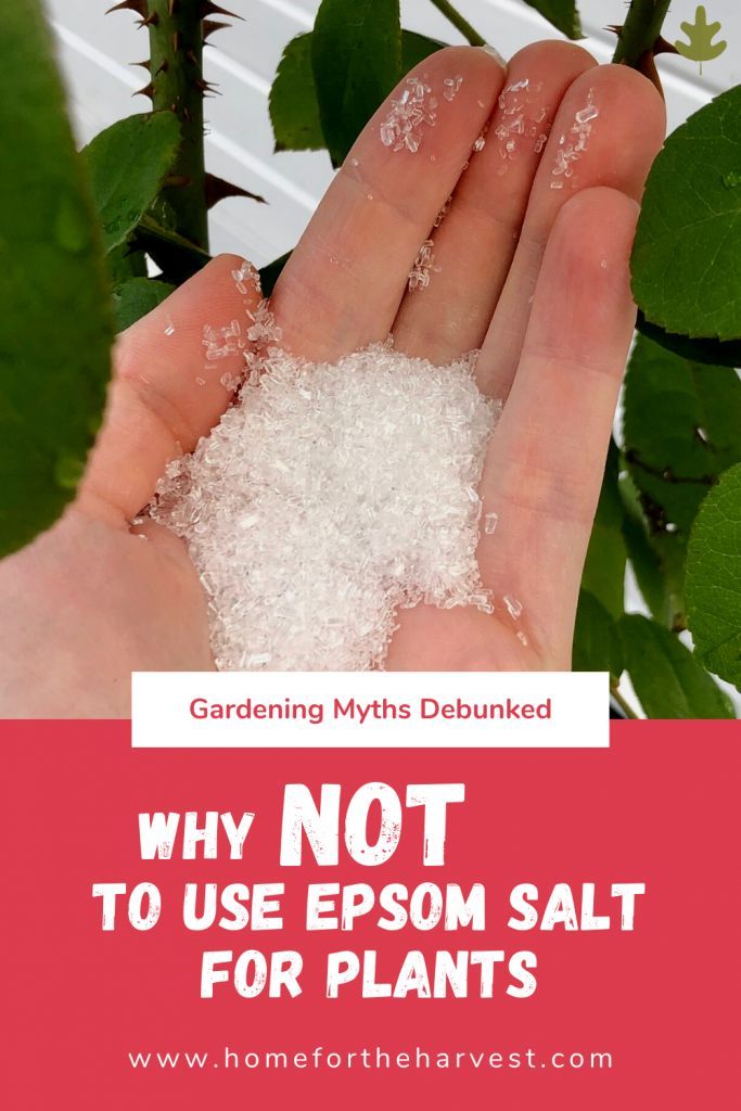 Epsom Salt For Plants Good Or Bad For The Garden Epsom Salt For Epsom Salt For Plants Good Or Bad For The Garden Epsom Salt For