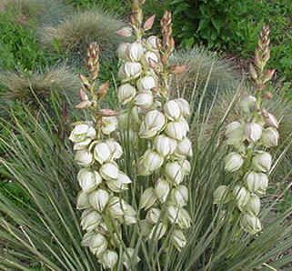 7 Best Night Flowers Images On Pinterest White Night Flowering Plants Many Bloom Exclusively At The Bright Blooms Of Some