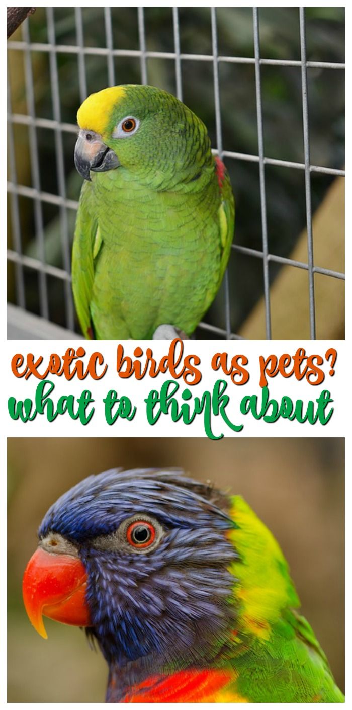 Pin On Other People S Pets