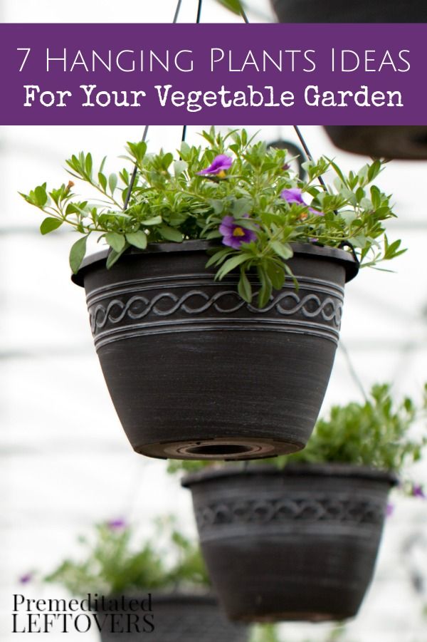 204 best mon Sense Gardening images on Pinterest 204 best mon Sense Gardening images on Pinterest