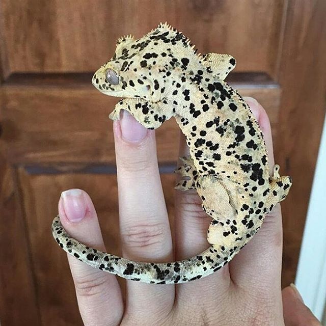 What Baby Food Can Crested Geckos Eat What Baby Food Can Crested Geckos Eat