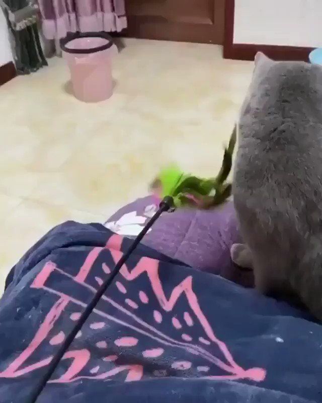 Bulu Bulu Kehidupan Salah Faham 面白い猫の動画 面白いペット 猫 かわいい 画像 Bulu Bulu Kehidupan Salah Faham 面白い猫の動画 面白いペット 猫 かわいい 画像