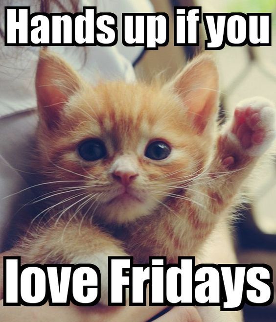 best 20 happy friday meme ideas on pinterest its friday meme 78b5a3e7870587e65239d97b40ef0182 cat things little things best 20 happy friday meme ideas on pinterest its friday meme,Are You Free This Weekend Meme