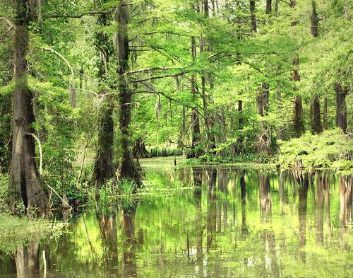 airboat sw tours baton rouge 322 best baton rouge la and new orleans images on airboat sw tours baton rouge 322 best baton rouge la and new orleans images on