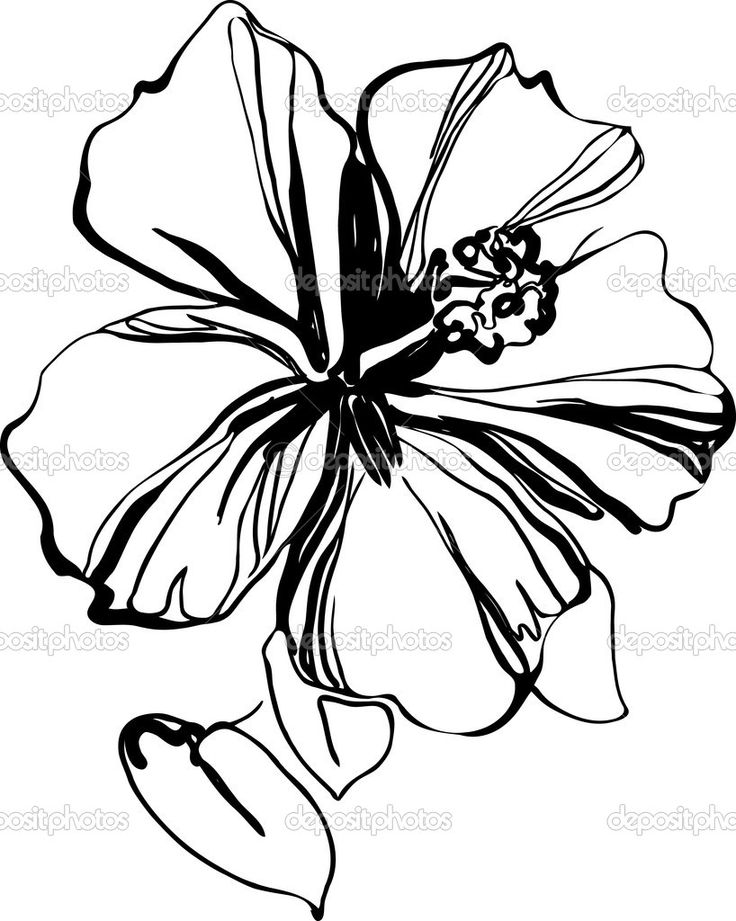 Best 25+ Hibiscus draw...