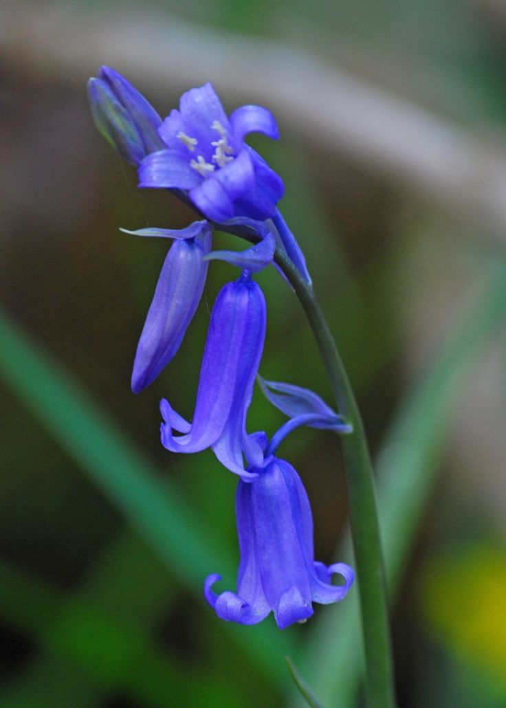 Blue Bell Flower Blue Bell Flowers English Bluebells Bluebells