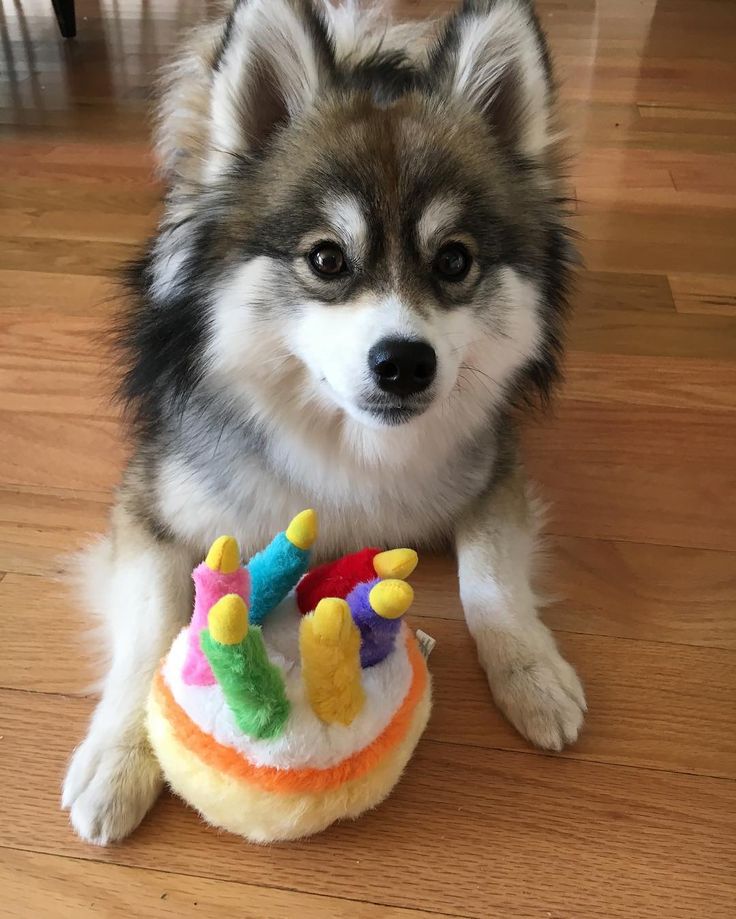 ポメラニアンとハスキーのミックス犬 ポンスキー が可愛すぎてキュン死 いいとこどりのハイブリッドわんこです Pouch ポーチ ポンスキー 可愛い 動物 犬 かわいい ポメラニアンとハスキーのミックス犬 ポンスキー が可愛すぎてキュン死 いいとこどりのハイブリッドわんこです Pouch ポーチ ポンスキー 可愛い 動物 犬 かわいい