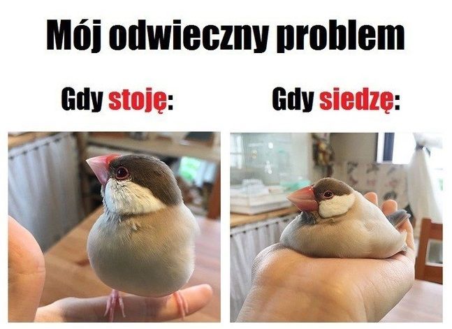 Pin On Memy