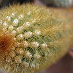 Cleistocactus (Cleistocactus icosagonus) Cleistocactus is a lovely