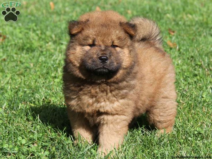 chow chow puppies for sale california best 25 chow puppies for sale ideas on image for puppy chow dollies for chow chow puppies for sale california best 25 chow puppies for sale ideas on image for puppy chow dollies for