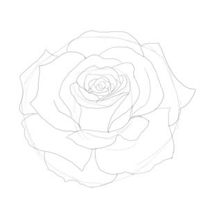 best 25 realistic rose drawing ideas on pinterest tattoo rose best 25 realistic rose drawing ideas on pinterest tattoo rose