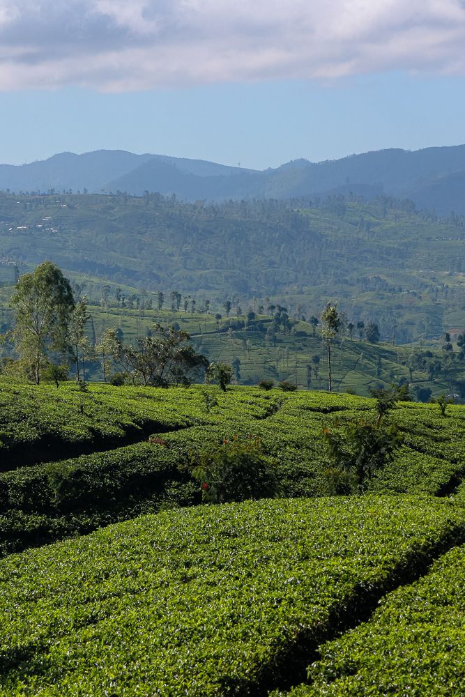 14 Tips For Travelling Sri Lanka Something Of Freedom Beautiful Places To Visit Asia Travel Travel