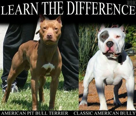 american pit bull terrier breed standard top 25 best american pitbull terrier breeders ideas on pinterest american pit bull terrier breed standard top 25 best american pitbull terrier breeders ideas on pinterest