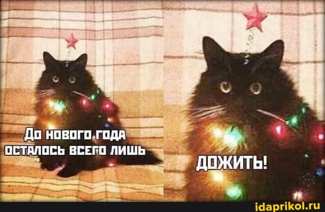 Готовятся к продаже щенки Чихуахуа ** Будет много фото** - обсуждение на форуме