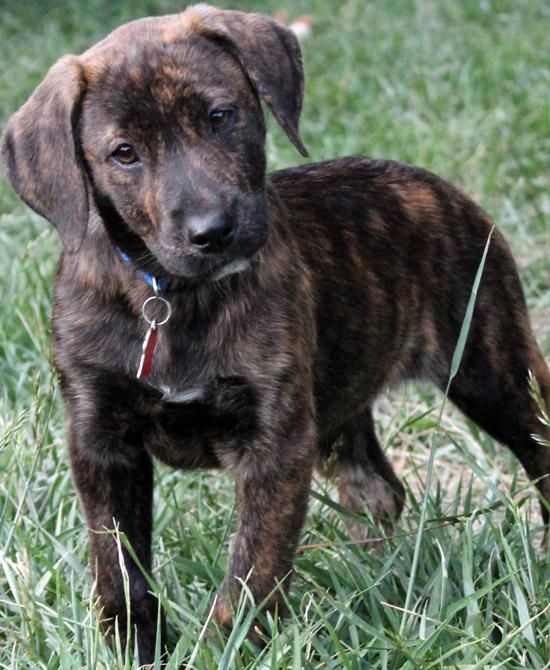 Where To Adopt Dogs In San Diego Where To Adopt Dogs In San Diego