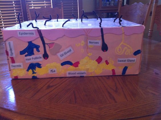 skin model | Integumentary system project, Integumentary system project