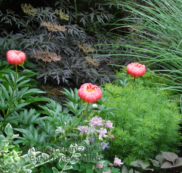 Flower Garden Ideas Illinois 153 best ❀ garden revolution. illinois ❀ images on pinterest Flower Garden Ideas Illinois 153 best ❀ garden revolution. illinois ❀ images on pinterest