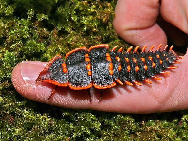 Asian rainforest insects Free big boob asian porn