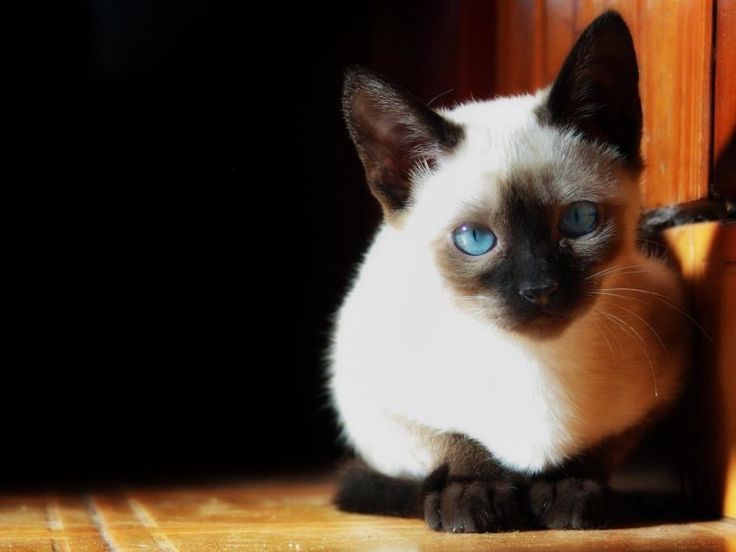 how expensive are siamese cats
