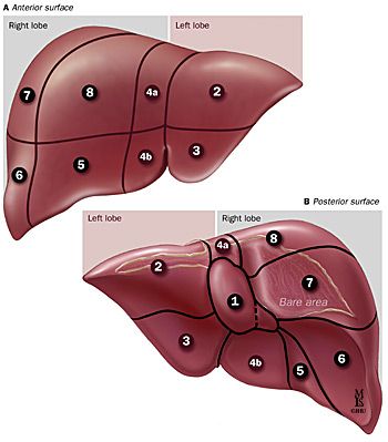 liver failure stages 32 best liver failure stages images on liver failure the stage and what is liver failure stages 32 best liver failure stages images on liver failure the stage and what is