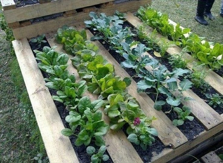 Unique Vegetable Garden Ideas Part - 15: (herb Garden Idea) Got Pallets? Donu0027t Feel Like Turning Up A Bunch Of Grass? Use A Pallet As A Garden Bed - Staple Garden Cloth On The Backside Of The ...