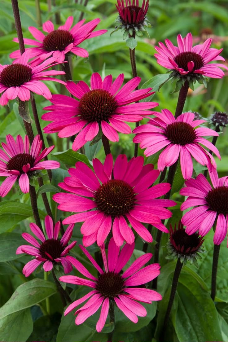 The 25 Best Pink Garden Ideas On Pinterest Flower Names Find This Pin And More On Love Astonishing Flowers