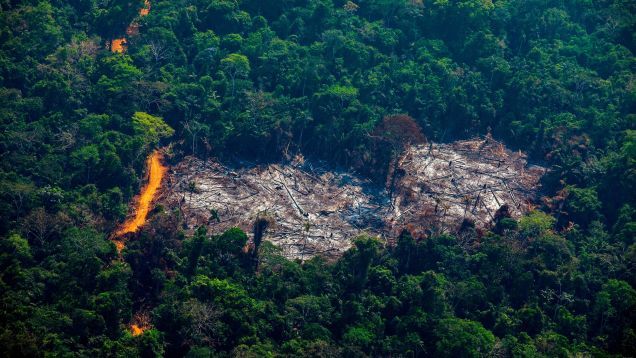 The Number Of Fires In The Amazon Rainforest Spiked In 2019 What
