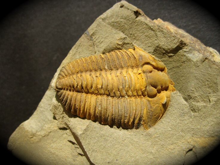 Martinsburg Museum Of Natural History Martinsburg Museum Of Natural History