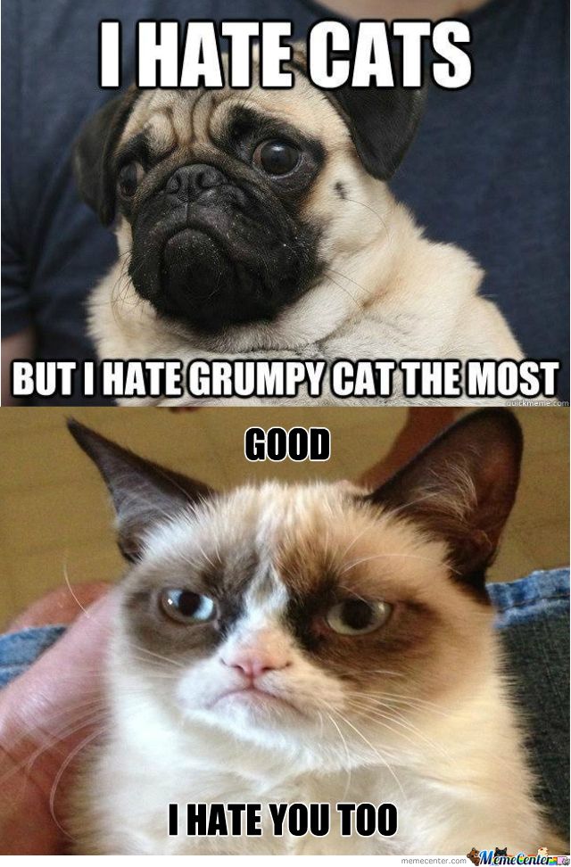 Cat Food Song By The Puppies Cat Food Song By The Puppies