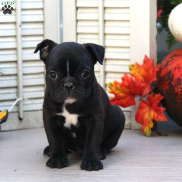 Princess Frenchton Puppy For Sale In Pennsylvania Puppies For