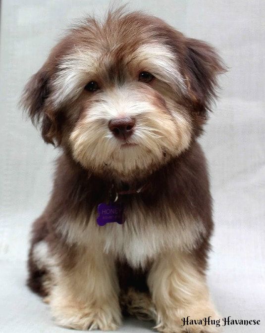 havanese shedding best 25 havanese grooming ideas on havanese puppies grooming tips havanese shedding best 25 havanese grooming ideas on havanese puppies grooming tips