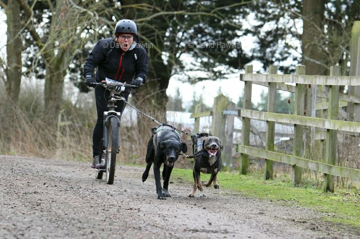 Pace Setter Dog Training | 13 best bikejoring images on pinterest bicycles dog Pace Setter Dog Training | 13 best bikejoring images on pinterest bicycles dog