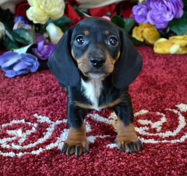 Mini Dachshund Puppies For Sale Black Tan Doxie Breeder Short Hair