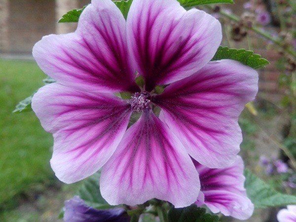 230 Plantas Medicinales Más Efectivas Y Sus Usos Malva Flor Plantas Medicinales Plantas Hiervas Medicinales