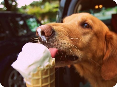 Daisy And Cooper Dogs Eating Ice Cream Cone Daisy And Cooper Dogs Eating Ice Cream Cone