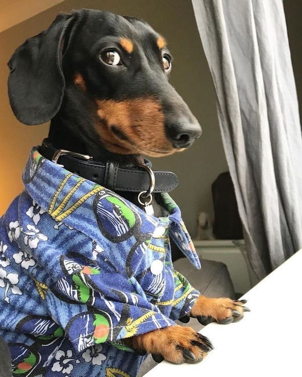 Dachshund Fashion Weenie Dogs Sausage Dog Dachshund Love