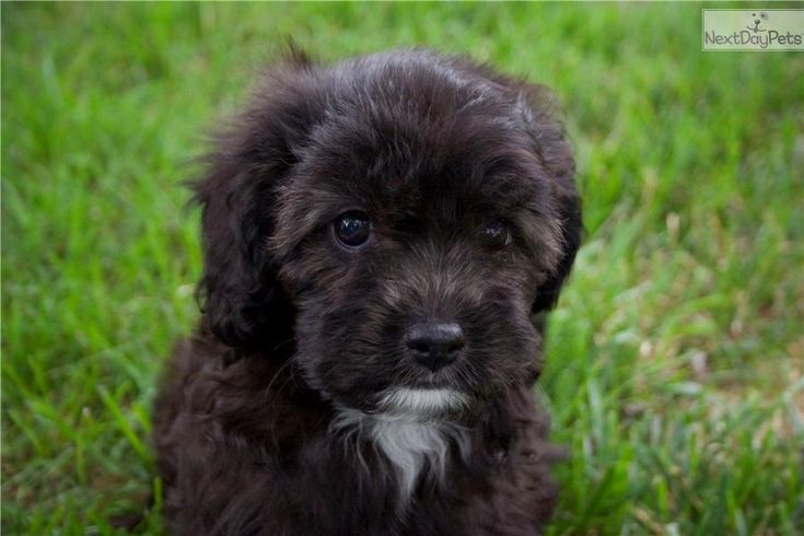cavapoo puppies for sale missouri best 25 cavapoo puppies for sale ideas on cavapoo for sale cockapoo pups cavapoo puppies for sale missouri best 25 cavapoo puppies for sale ideas on cavapoo for sale cockapoo pups